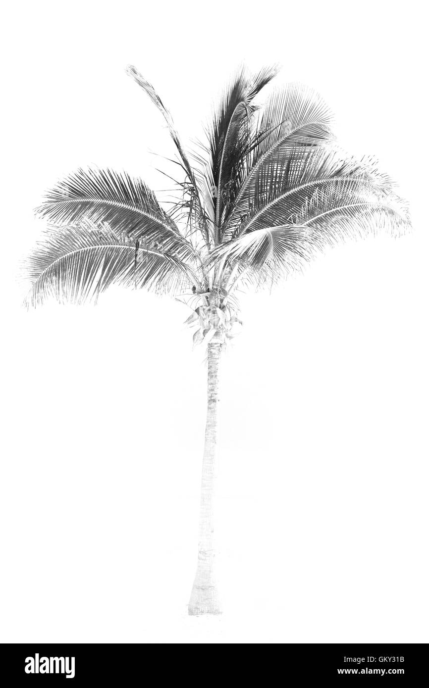 Vicino a spiaggia sabbiosa sky palm in oman arabo mare alla collina Foto Stock