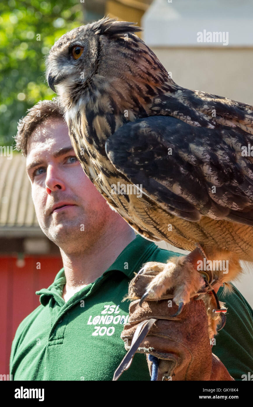 Londra, Regno Unito. 24 Agosto, 2016. Zookeeper concedere Kother pesa 1,9 kg Gufo Reale di nome Max come ZSL London Zoo mantiene la sua annuale pesa di animali. Credito: Guy Corbishley/Alamy Live News Foto Stock