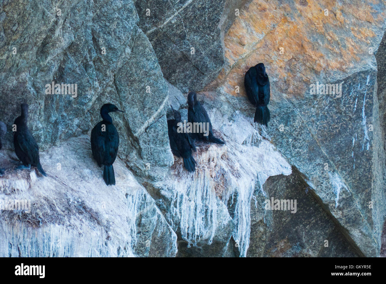 Bodega Bay,California onde che si infrangono e uccelli shore Foto Stock