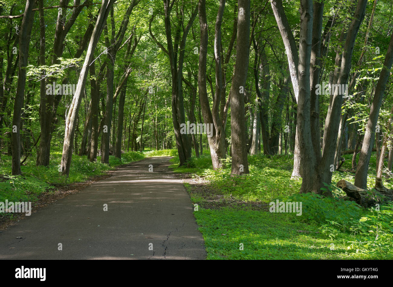 Un verde vibrante di fogliame e vegetazione lungo sentieri di crosby agriturismo parco regionale in Saint Paul Minnesota Foto Stock