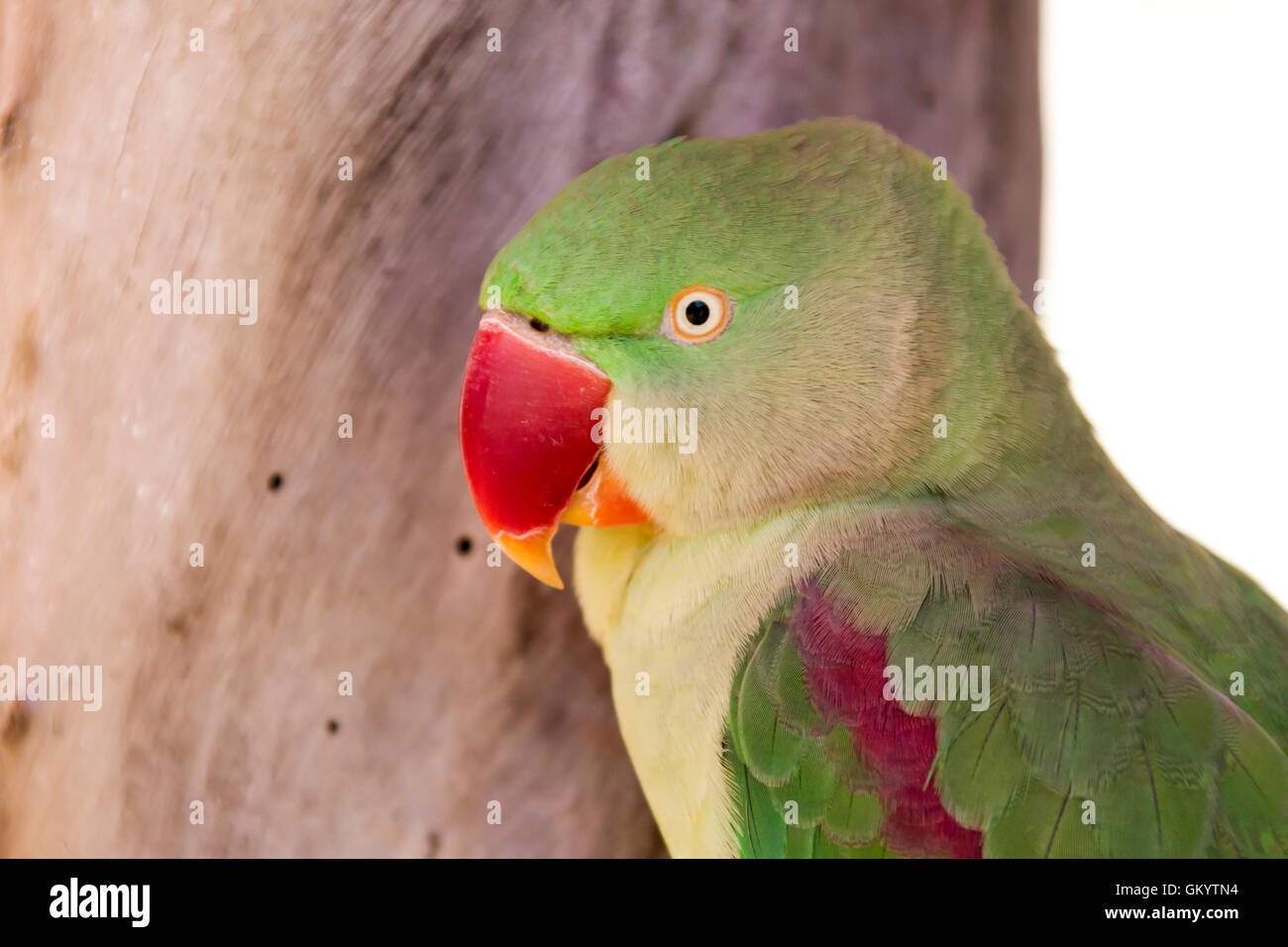 Pappagalli australiani deliziosi colori da vicino Foto Stock