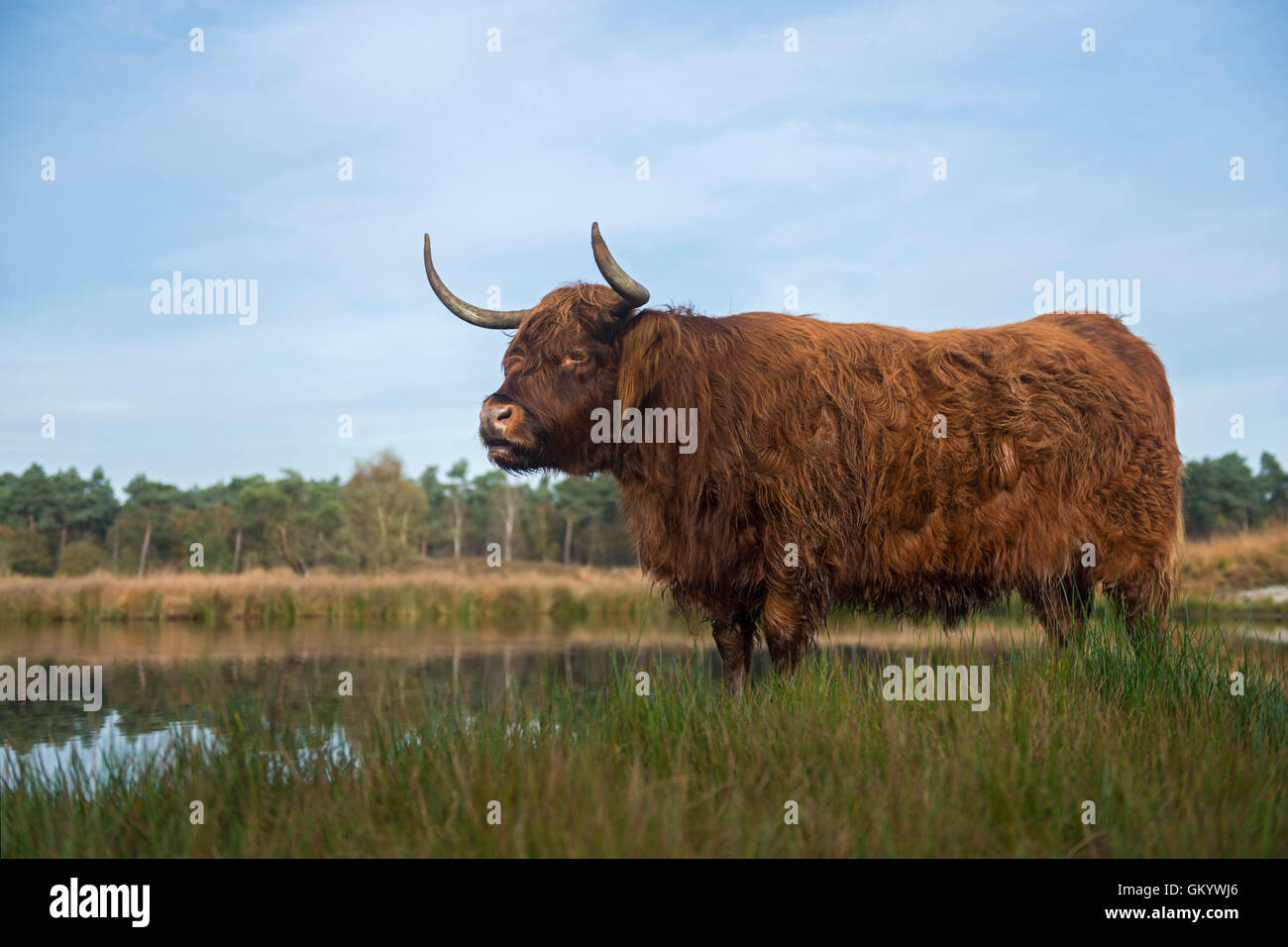 Impressionante bestiame delle Highlands / Schottisches Hochlandrind ( Bos primigenius taurus ) in habitat naturali, brughiere, brughiere, paludi, fauna selvatica, Europa. Foto Stock