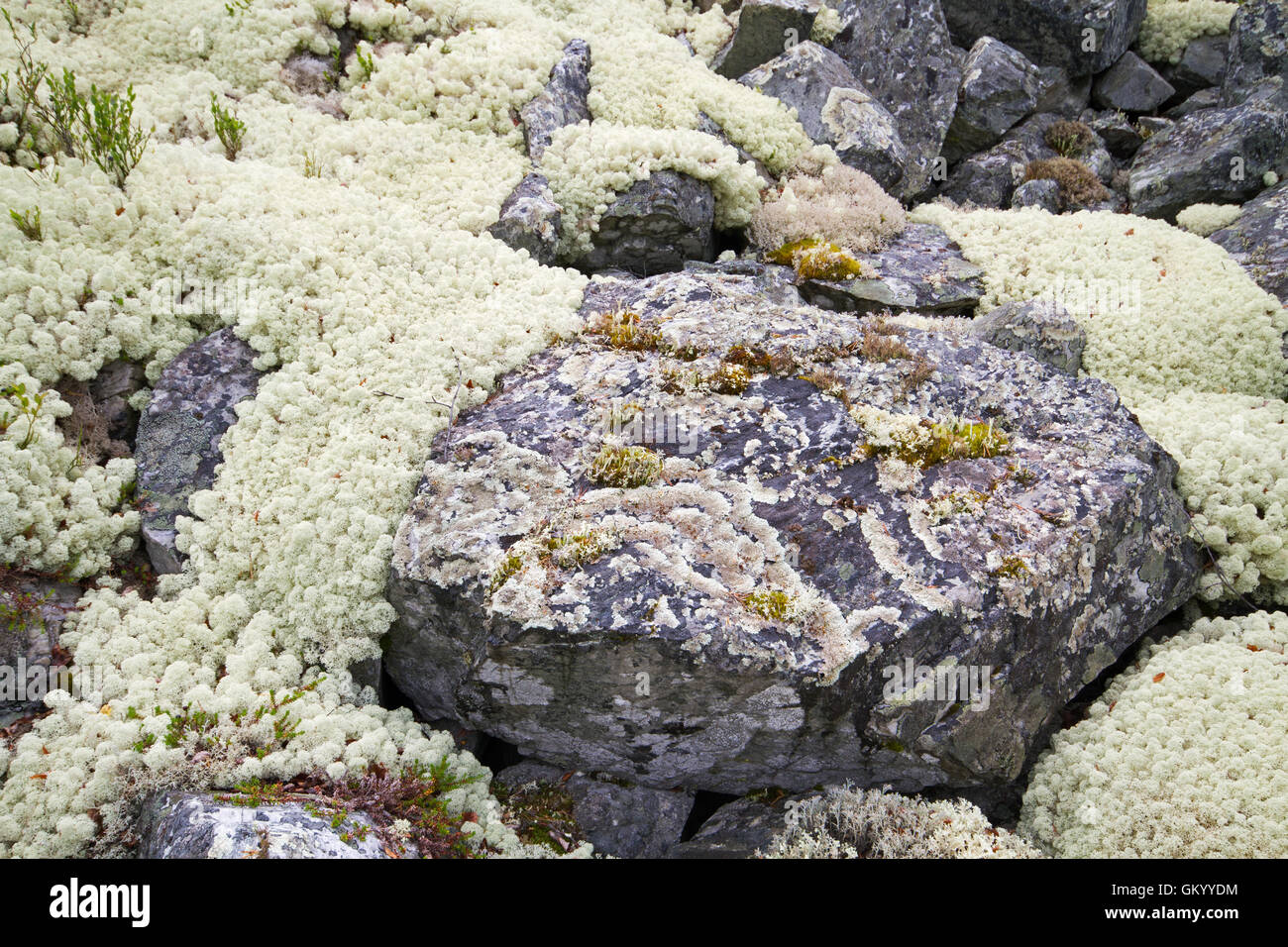 Renne (Cladonia rangiferina) rocce di copertura Foto Stock