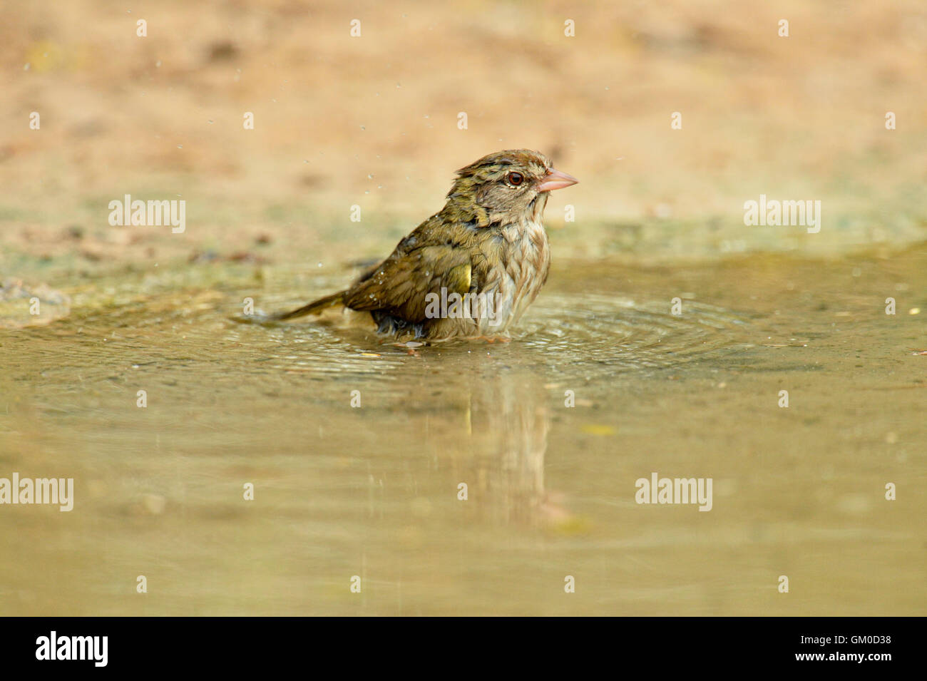 Passero oliva (Arremonops rufivirgatus) la balneazione al waterhole, Rio Grande città, Texas, Stati Uniti d'America Foto Stock