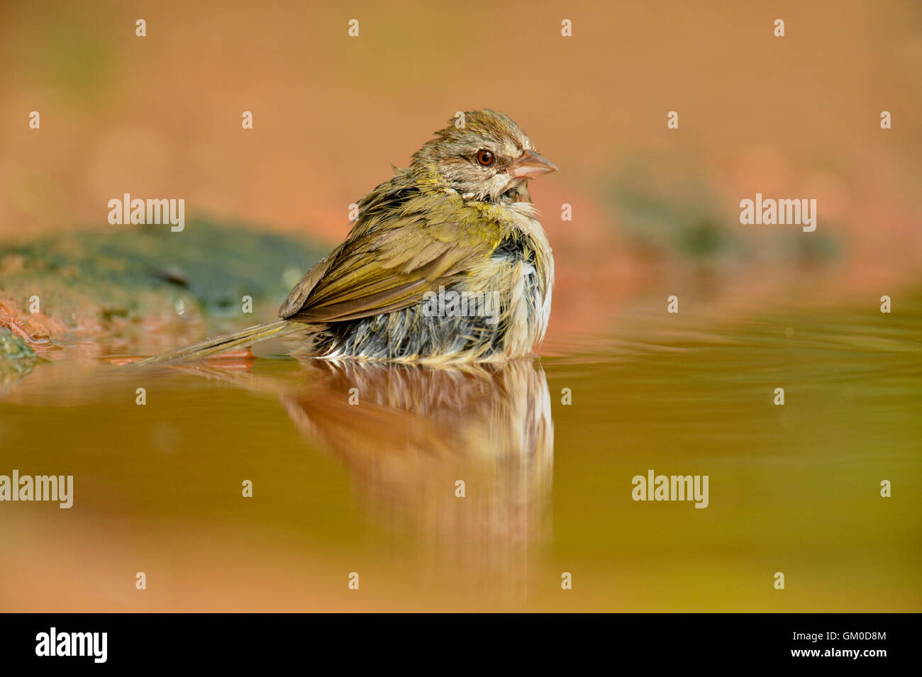 Passero oliva (Arremonops rufivirgatus) la balneazione al waterhole, Rio Grande città, Texas, Stati Uniti d'America Foto Stock