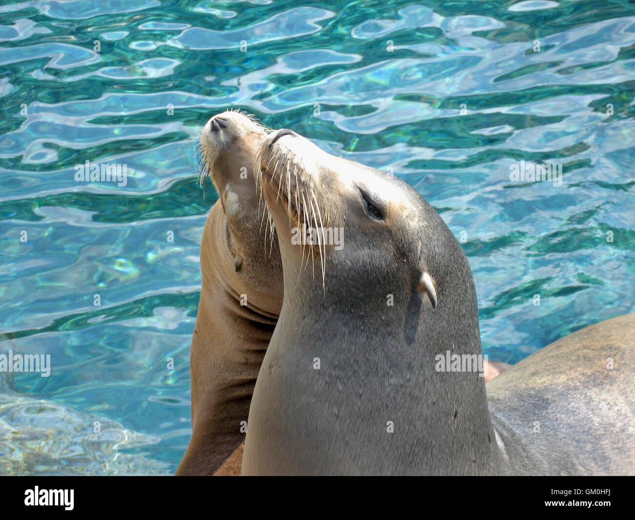 Due leoni di mare insieme con acqua dietro Foto Stock