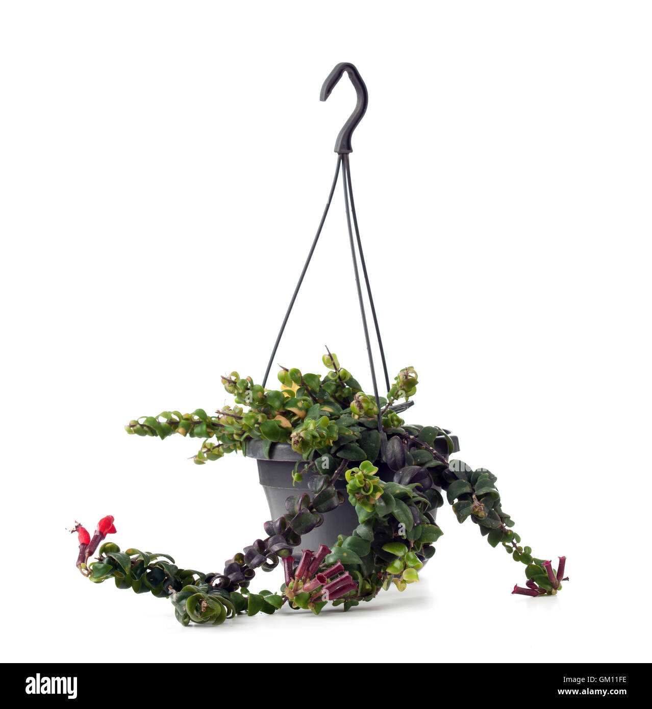 Il rossetto pianta con i fiori. Aeschynanthus radicans Jack su sfondo bianco. Foto Stock