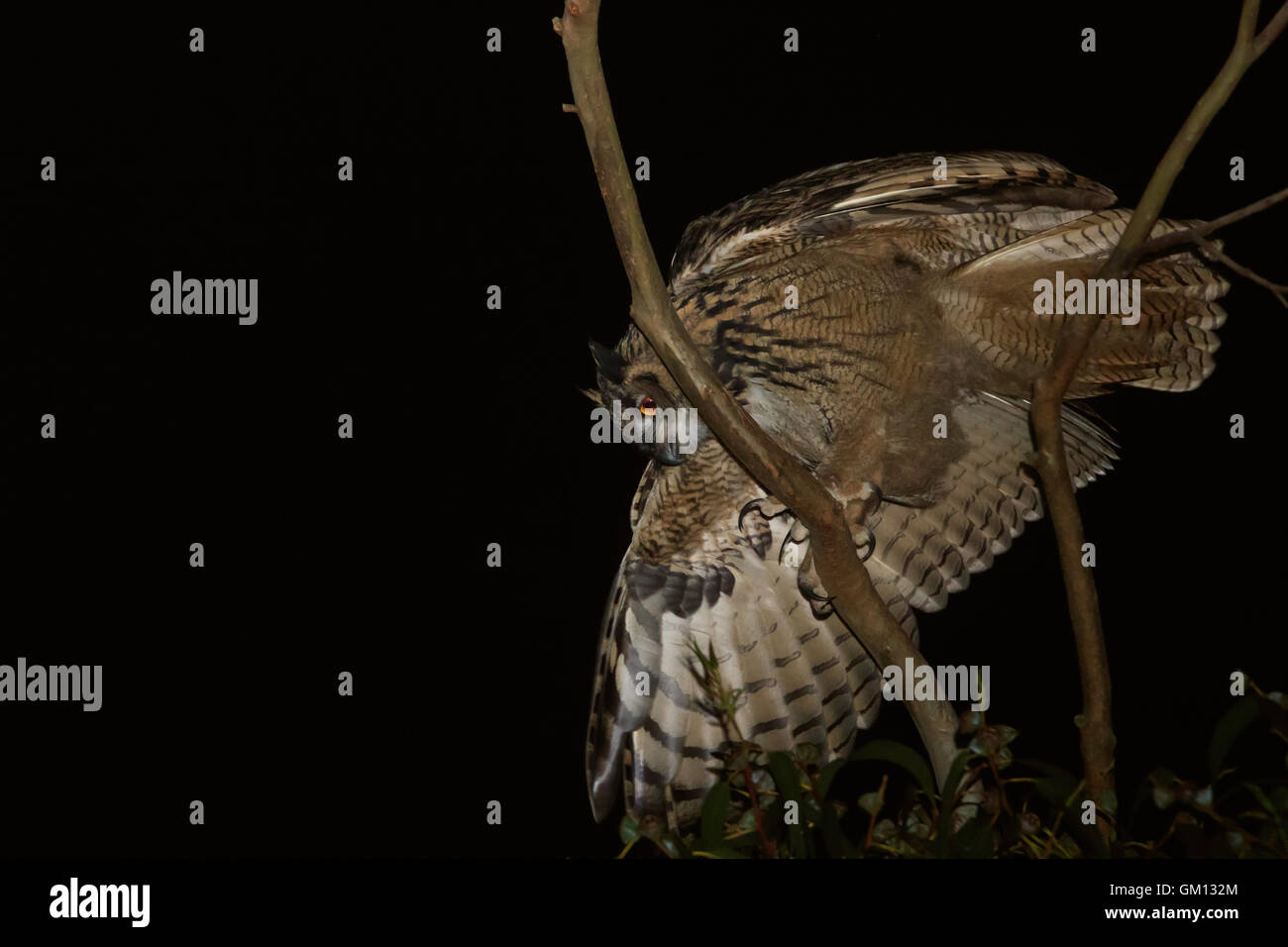Il novellame di gufo reale di notte in un ramo di un albero di eucalipto e la perdita di equilibrio Foto Stock