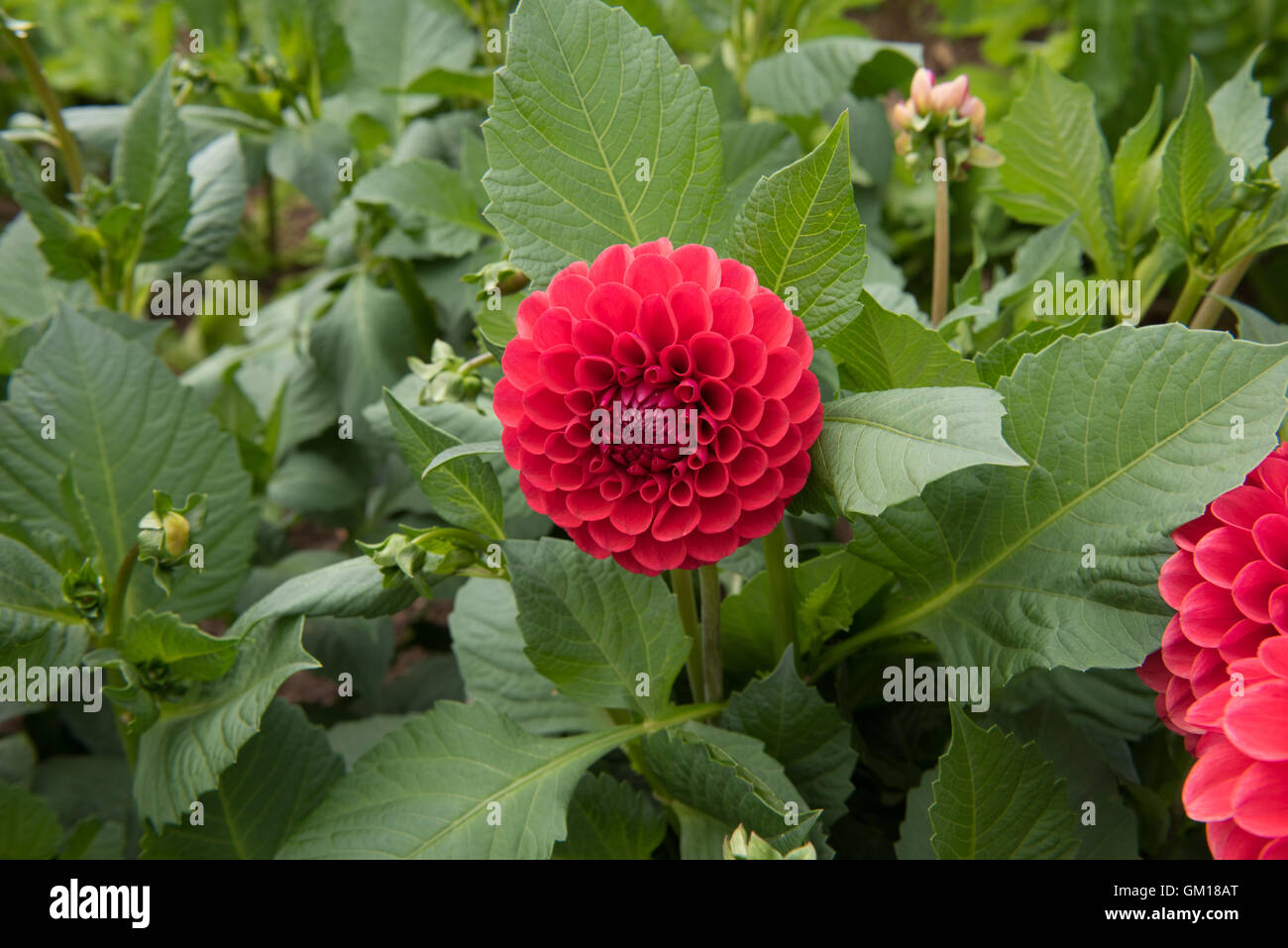 Sfera Dahlia 'Cornel' in un giardino nel Somerset, Inghilterra, Regno Unito Foto Stock