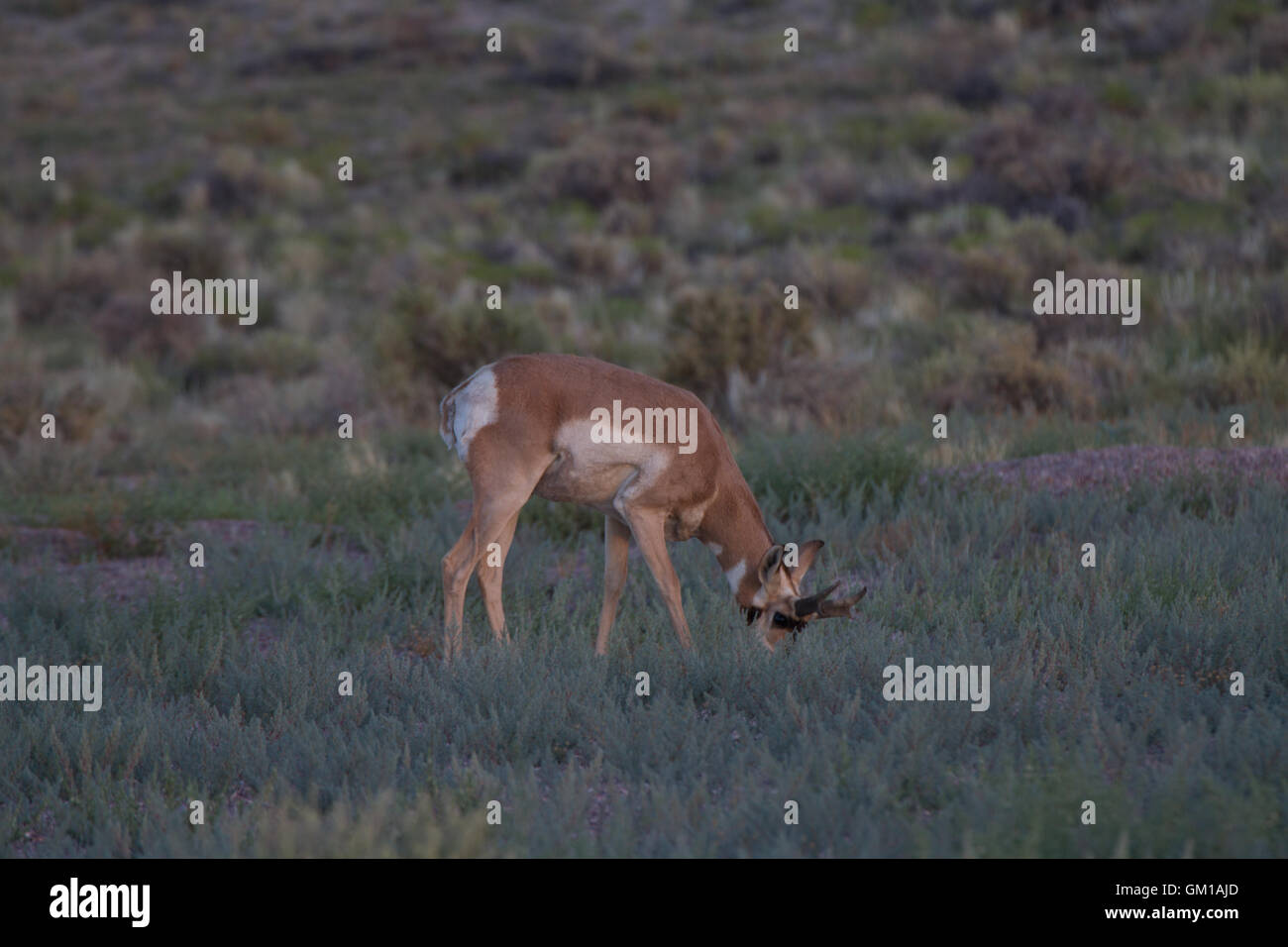 Pronghorn Antelope, Antilocapra americana. Nevada. STATI UNITI Foto Stock