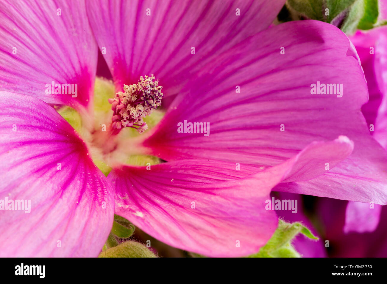 La rosa di fiori di ibisco closeup foto macro Foto Stock