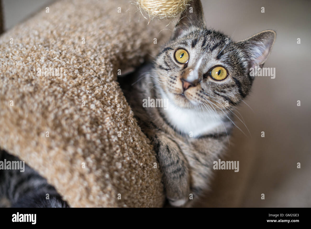 Cat giocando in casa Foto Stock