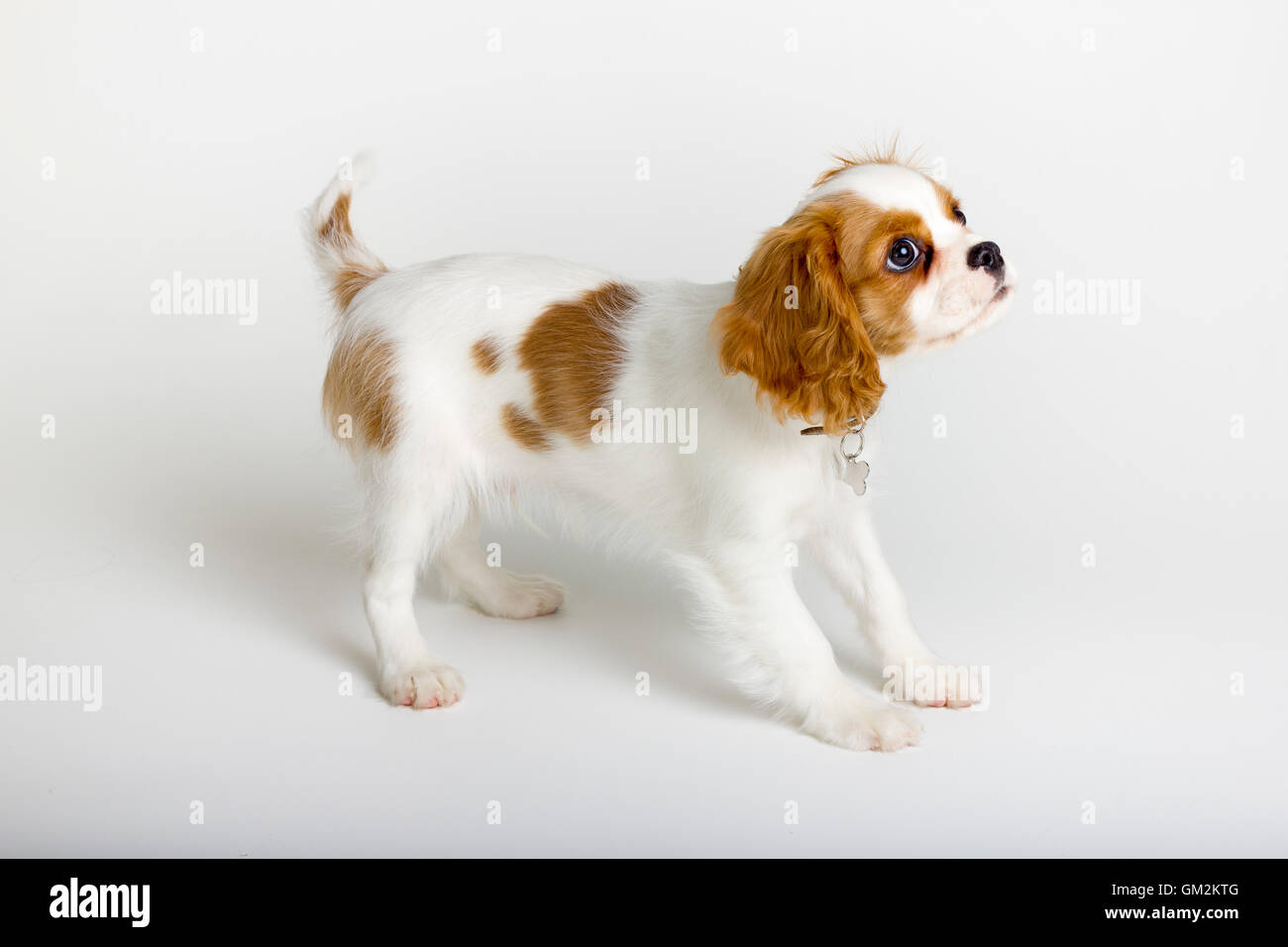 Cavalier King Charles Spaniel Foto Stock