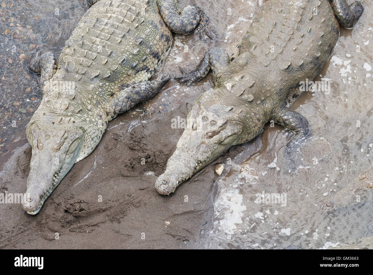 American coccodrilli ( Crocodylus acutus ), sul fiume Tarcoles, Costa Rica, America Centrale Foto Stock