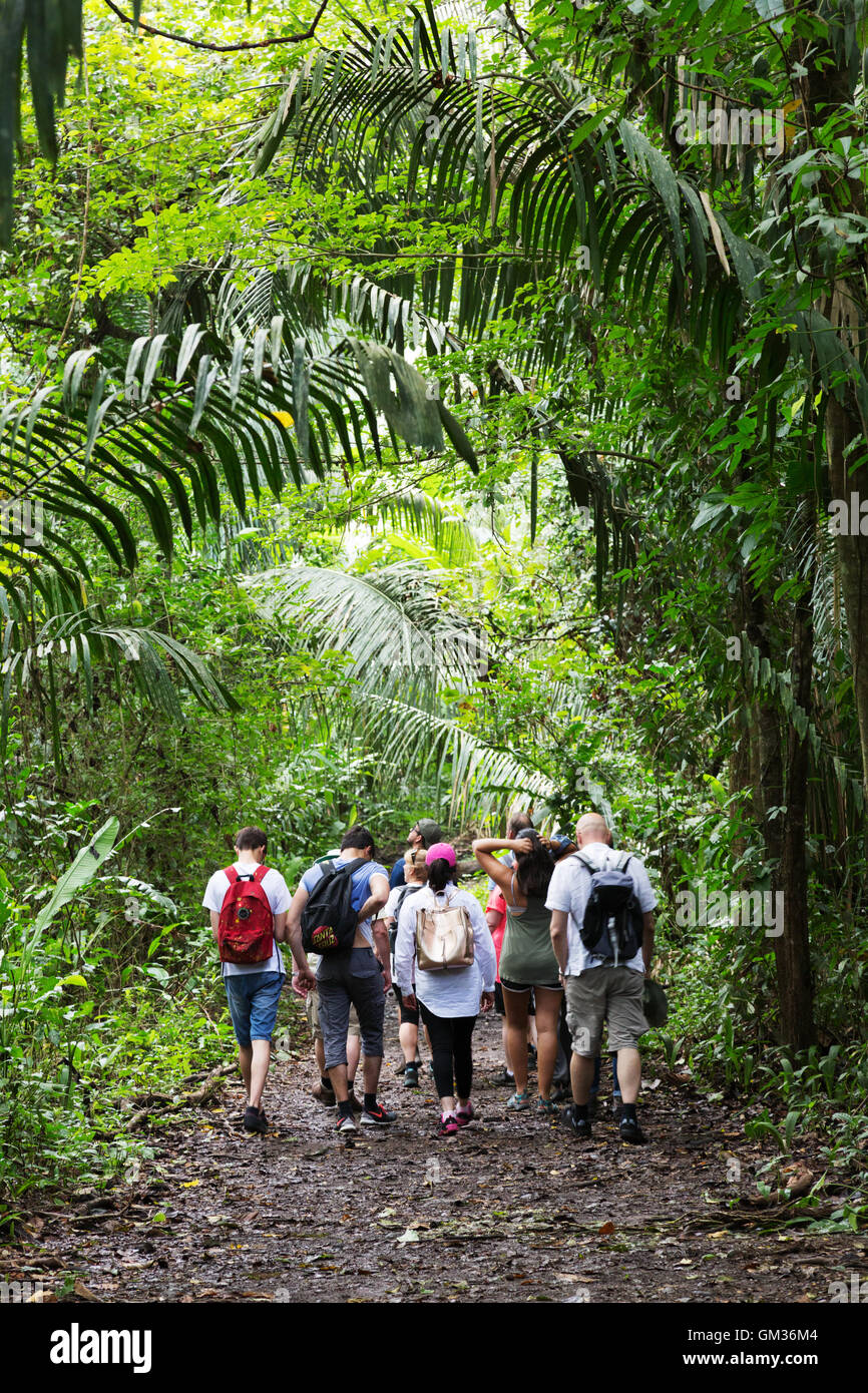 Costa Rica foresta pluviale: persone che camminano nella foresta pluviale su un tour guidato, Monteverde in Costa Rica, America Centrale Foto Stock