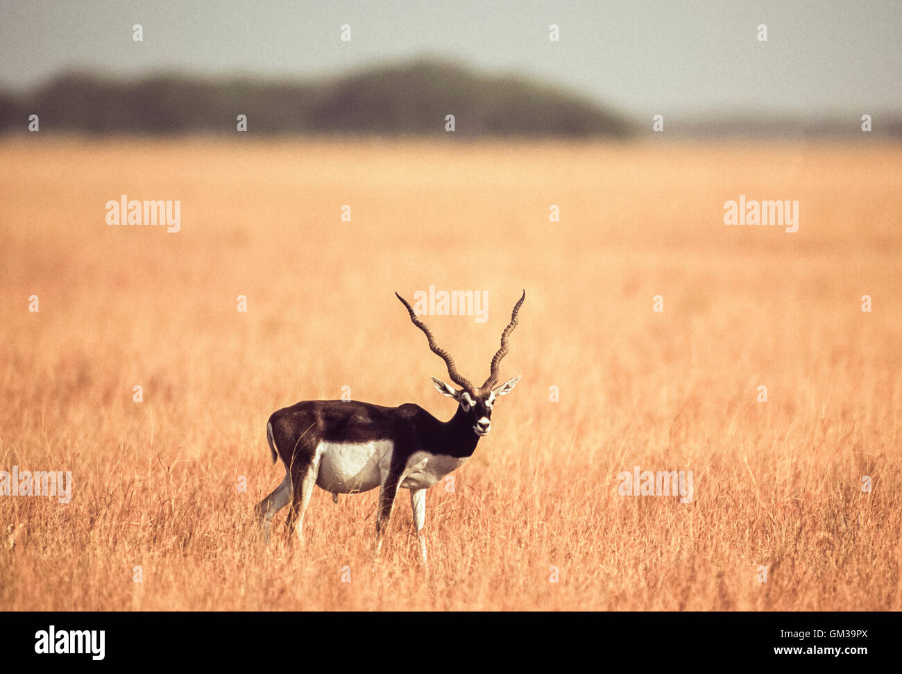 Maschio Blackbuck indiano, (Antilope cervicapra), Velavadar National Park, Gujerat, India Foto Stock