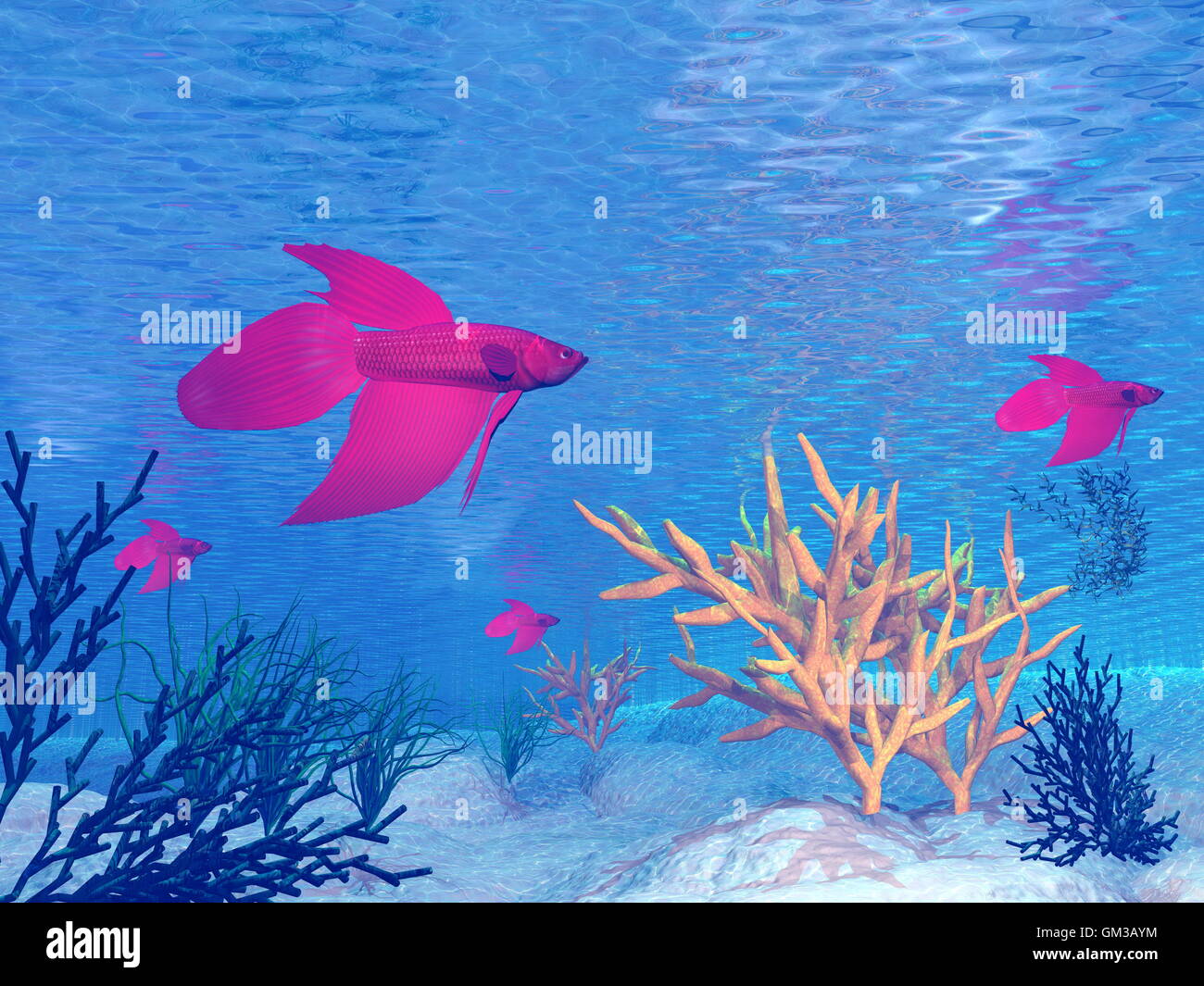 Red betta pesci - 3D render Foto Stock