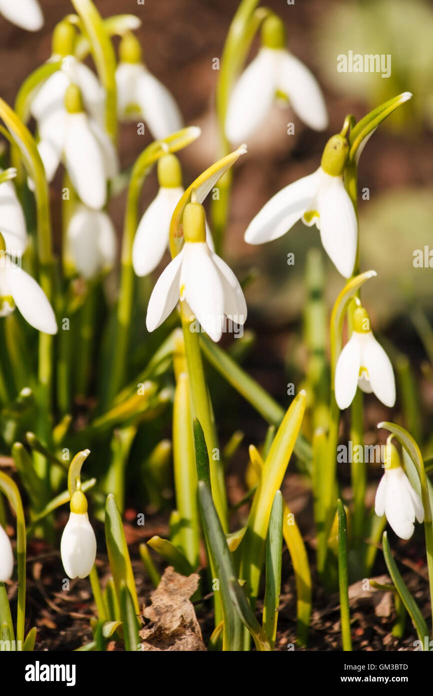 Bucaneve Foto Stock