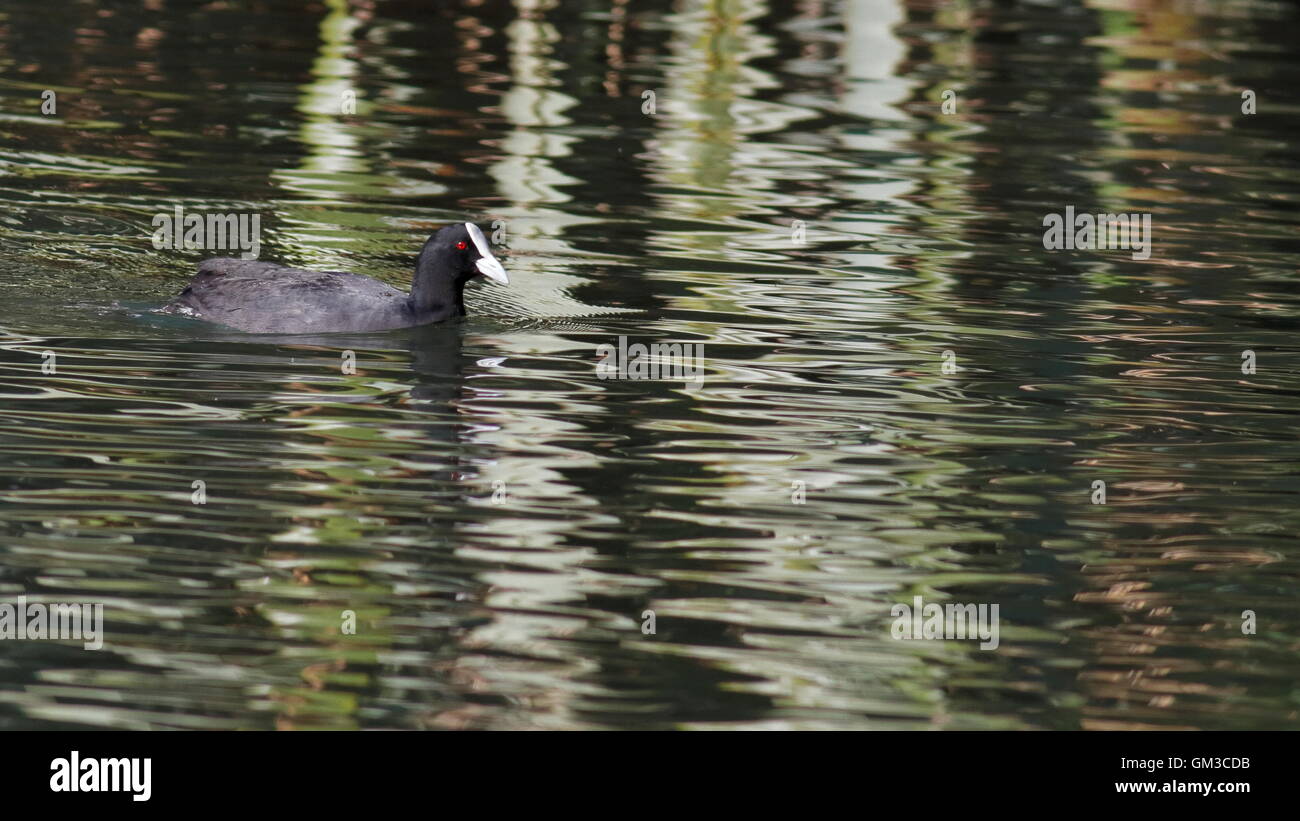 Australian folaga fulica atra a nuotare in un stagno Foto Stock