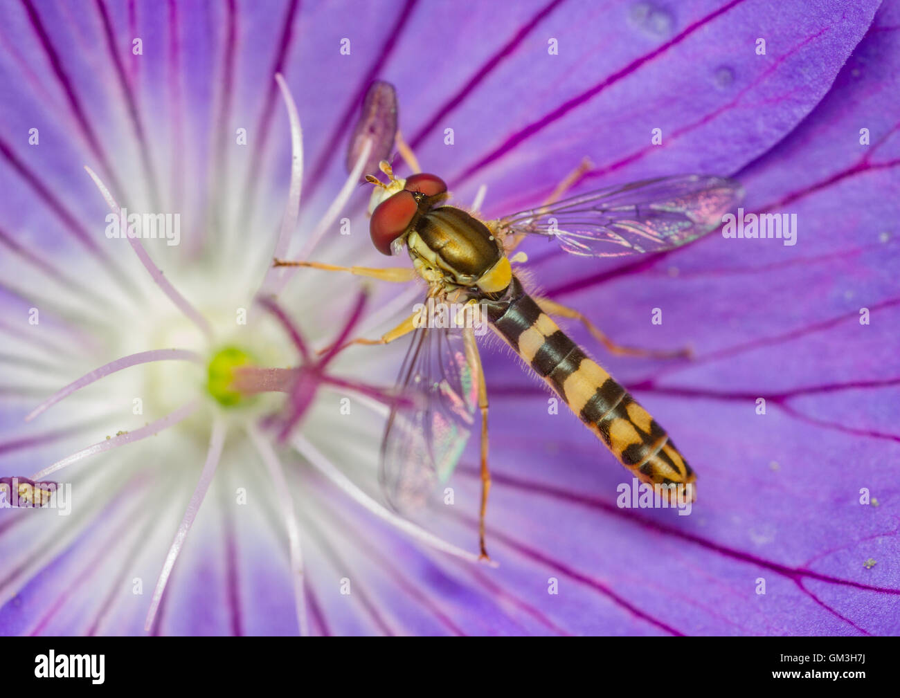 Sphaerophoria scripta hoverfly su un fiore cranesbill Foto Stock