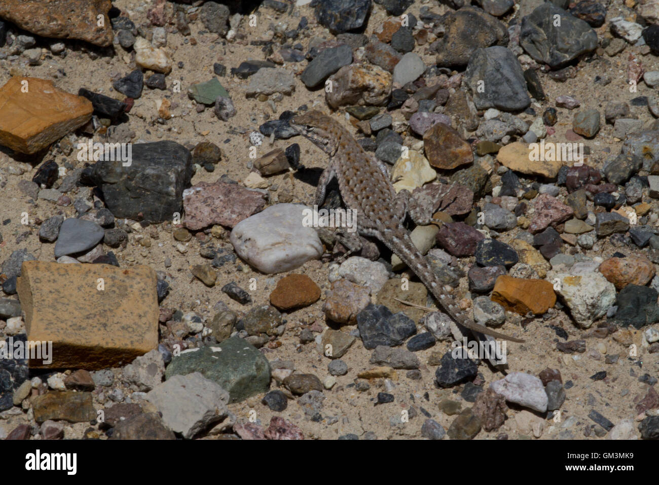 Lizard sul pavimento del deserto. Il Nevada. Stati Uniti d'America Foto Stock