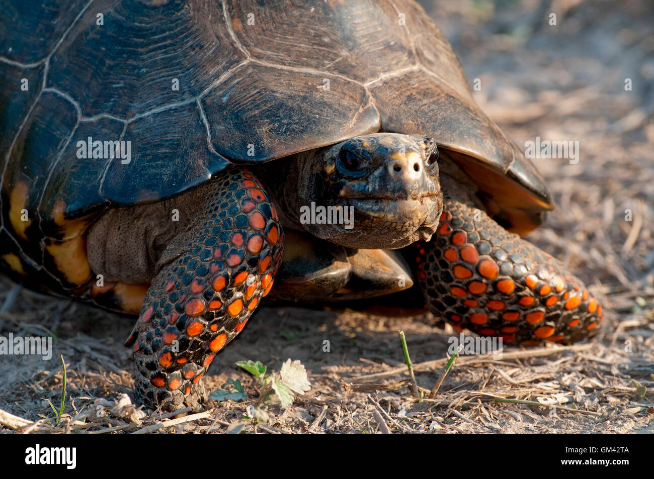Red-gambe (tartaruga Chelonoidis carbonaria) nel Pantanal in Brasile Foto Stock