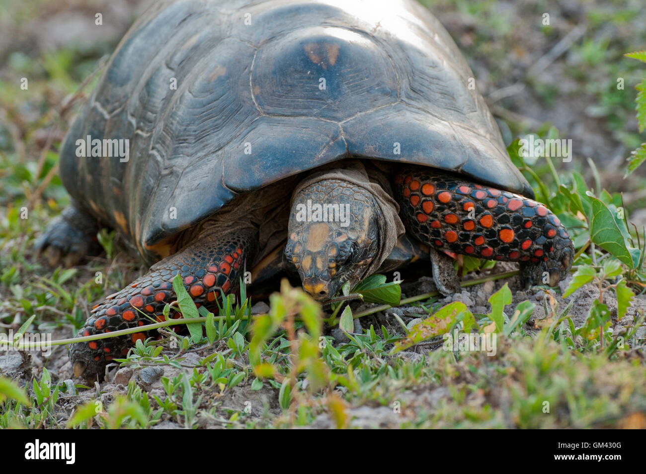 Red-gambe (tartaruga Chelonoidis carbonaria) nel Pantanal in Brasile Foto Stock