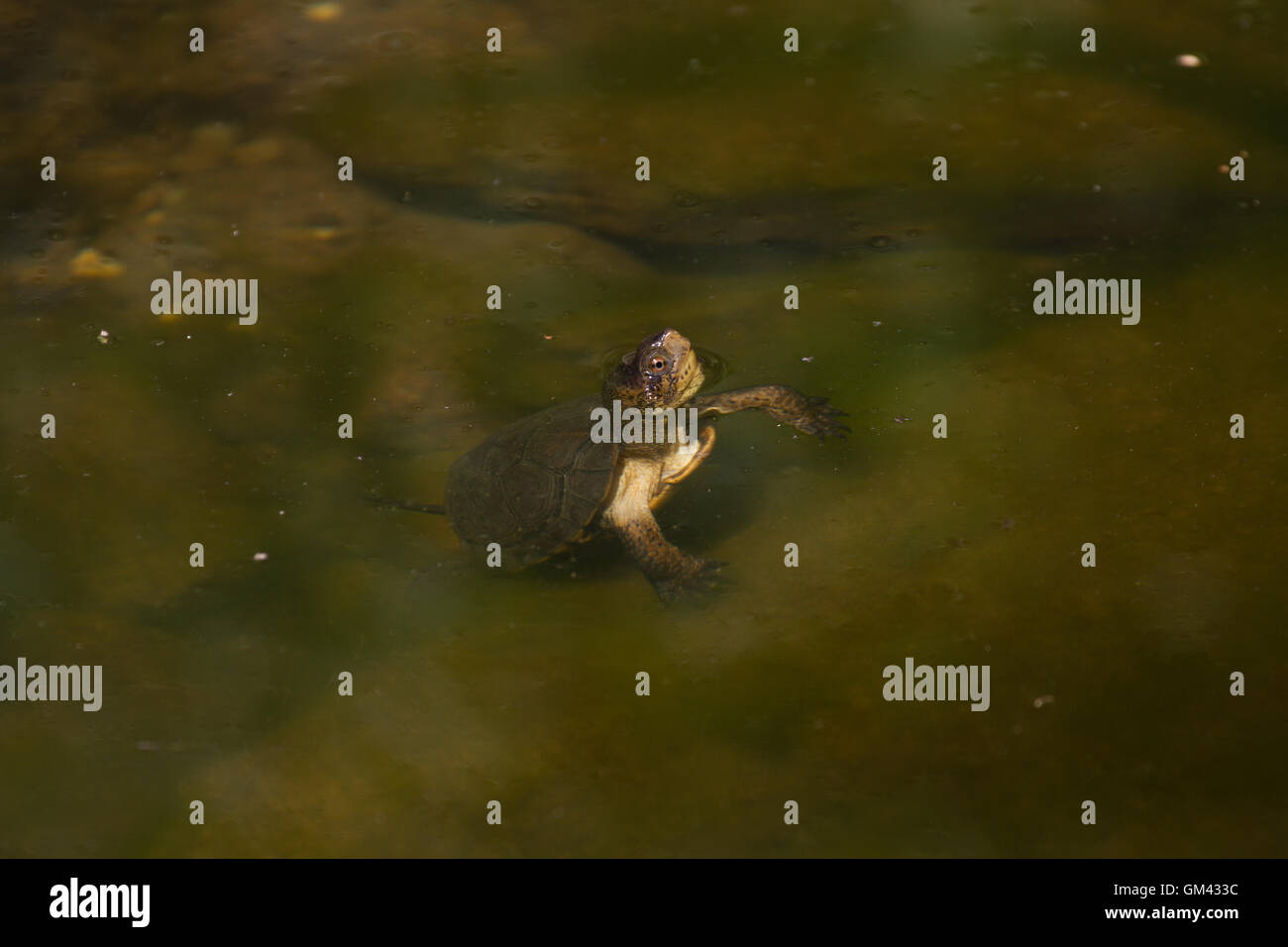Turtle arrivando fino ad aria nella piccola piscina nel flusso dring. In California. Stati Uniti d'America Foto Stock