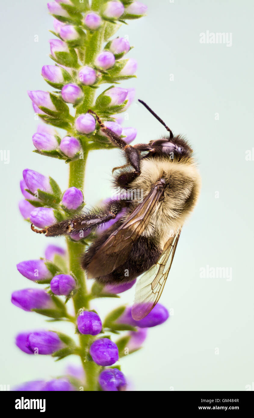 Un bumblebee pollinici. Foto Stock