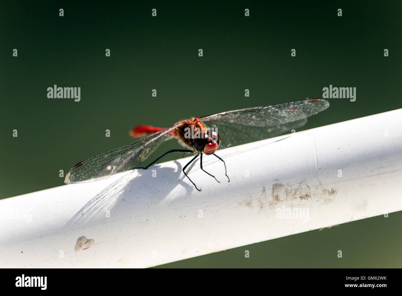 A Belgrado, in Serbia - Scarlet Dragonfly (Crocothemis erythraea) arroccato su una barca da pesca di recinzione Foto Stock