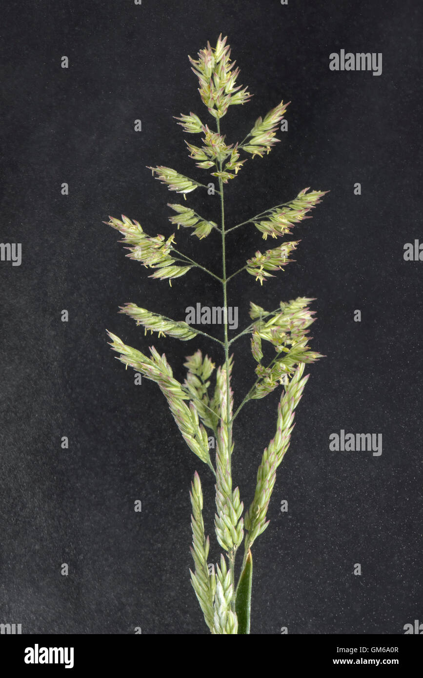 Yorkshire nebbia, Holcus lanatus, fioritura spike con antere rilasciando il polline causando hayfever, Giugno Foto Stock