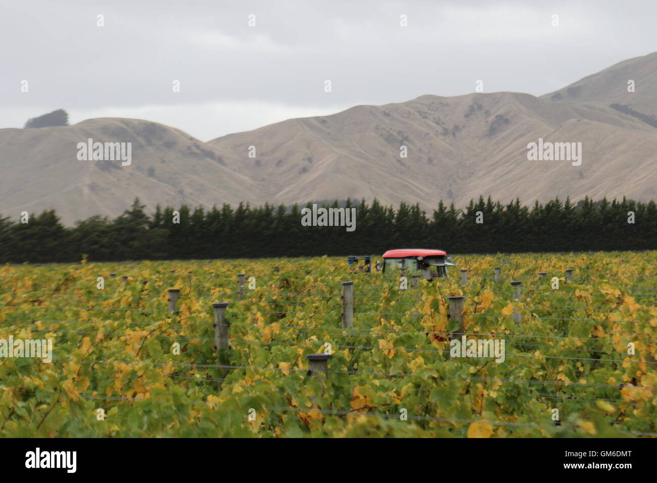 Il trattore in un vigneto a scarpata in vigneto, Martinborough, Nuova Zelanda Foto Stock