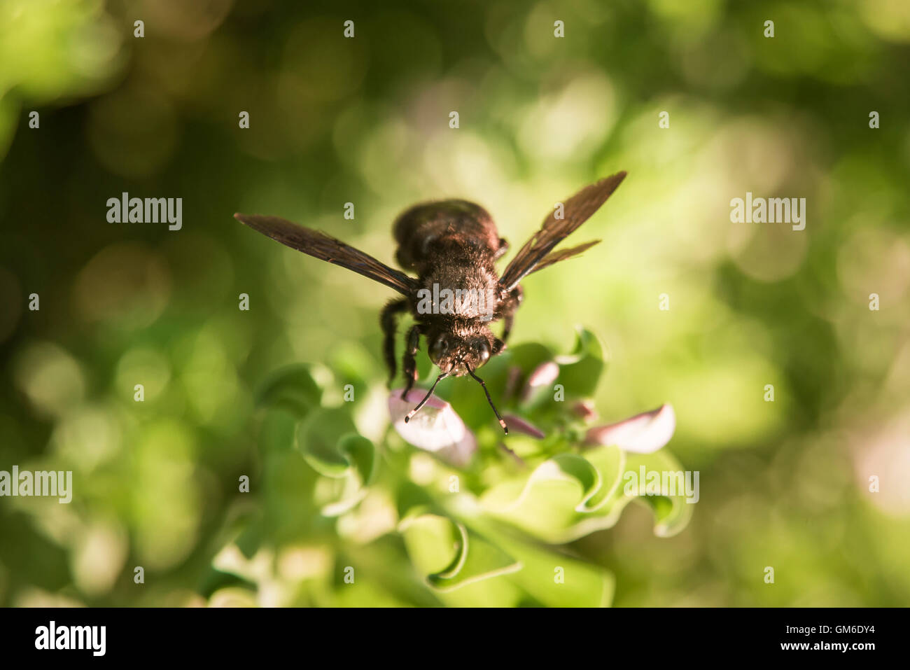 Hornet nero su un fiore e sfondo verde. Foto Stock