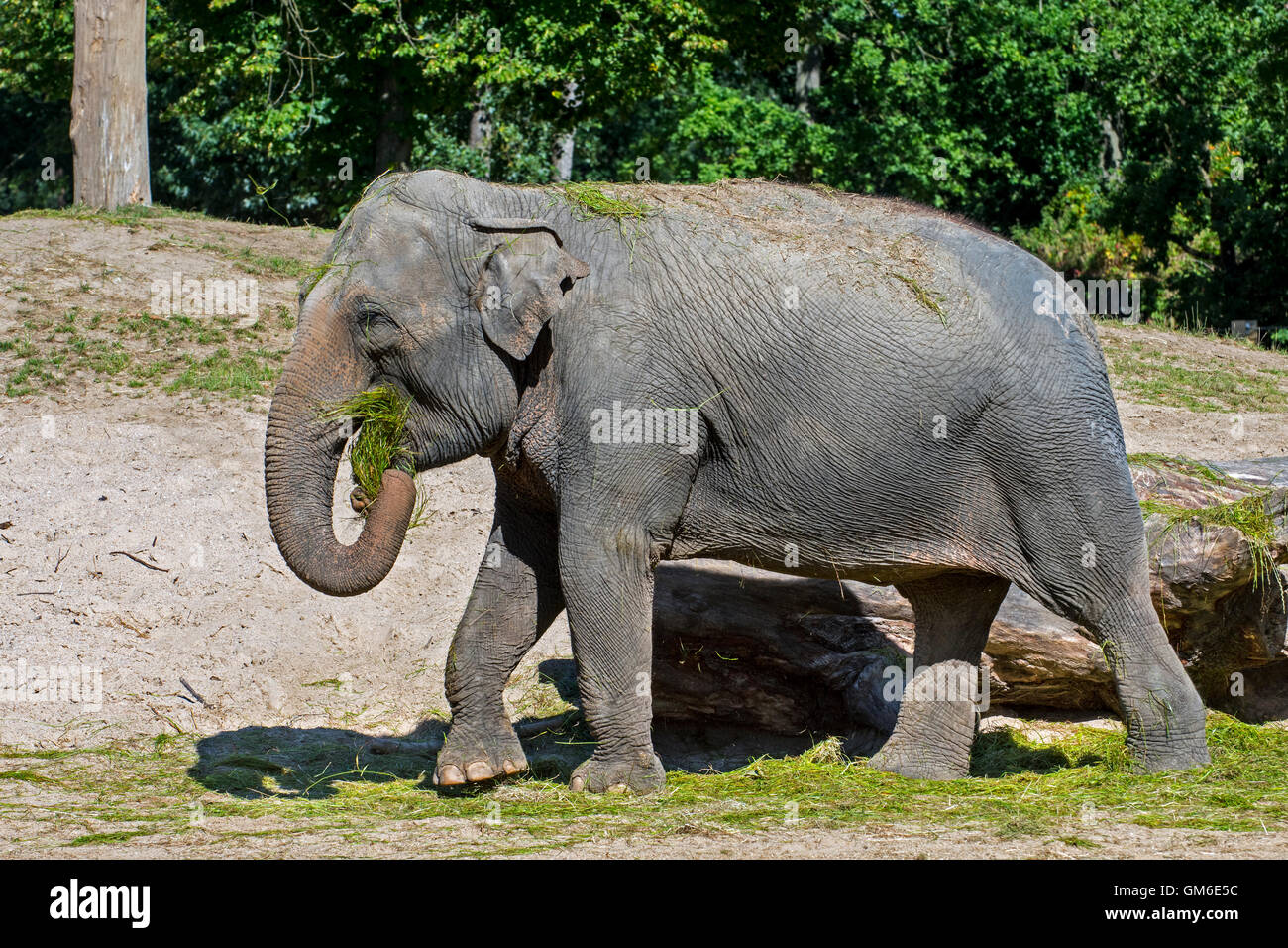 Elefante asiatico / elefante Asiatico (Elephas maximus) mangiare erba durante il periodo di alimentazione in zoo Foto Stock