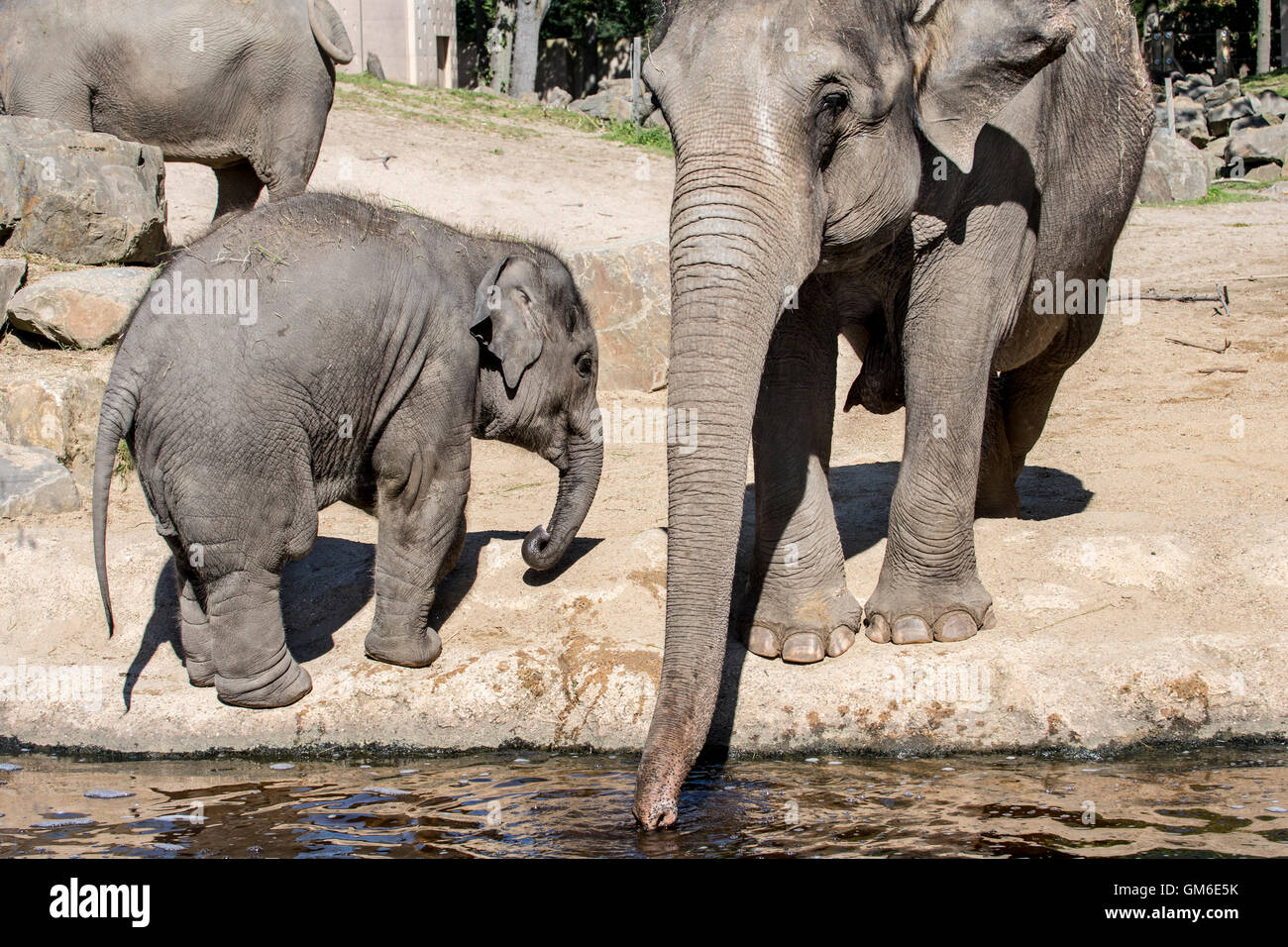 Elefante asiatico / elefanti asiatici (Elephas maximus) femmina con giovani acqua potabile in Lo Zoo Planckendael, Belgio Foto Stock