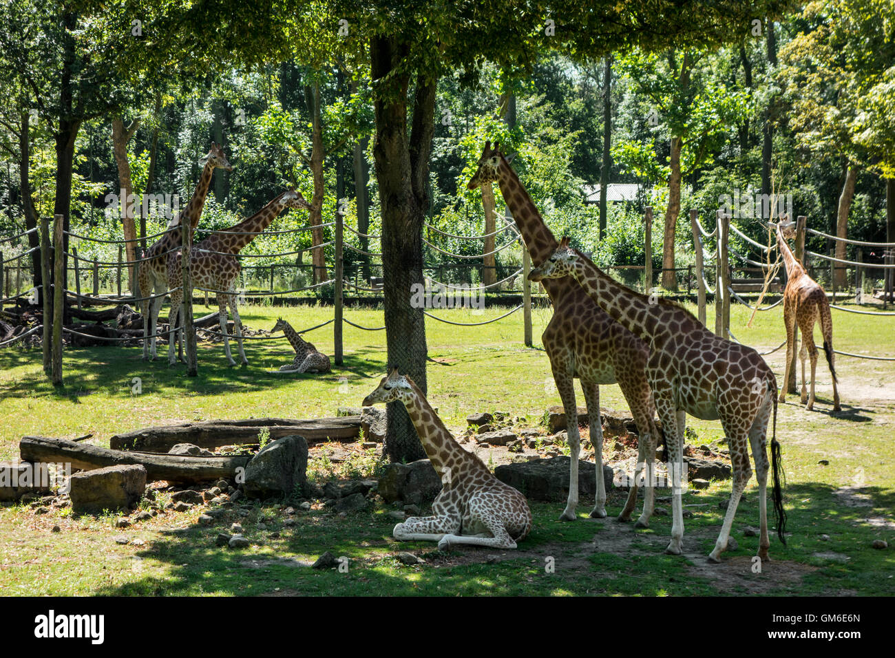 Le giraffe con neonati nel contenitore esterno in Lo Zoo Planckendael, Belgio Foto Stock