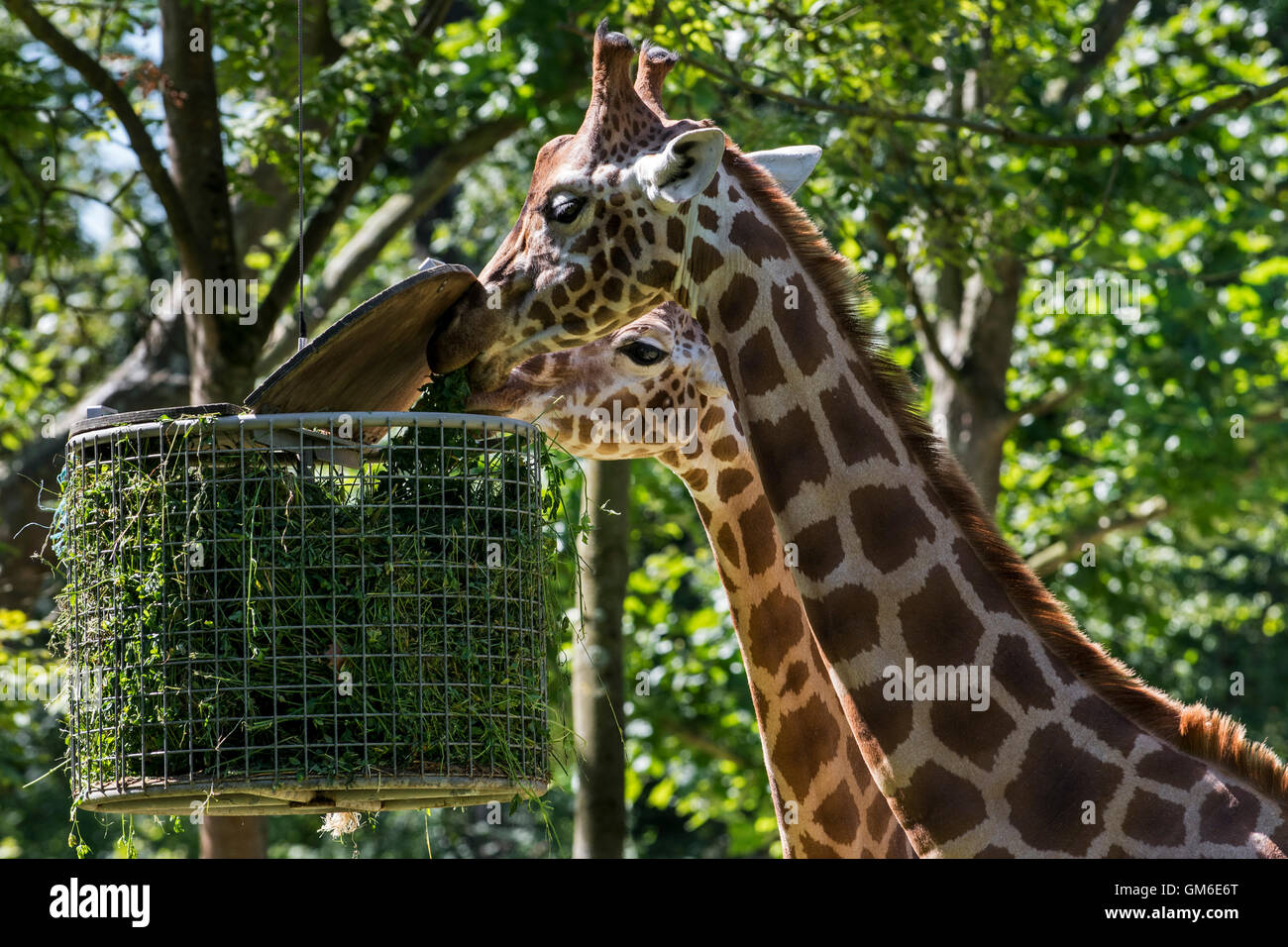 In prossimità di due giraffe mangiare erba durante il periodo di alimentazione in zoo Foto Stock