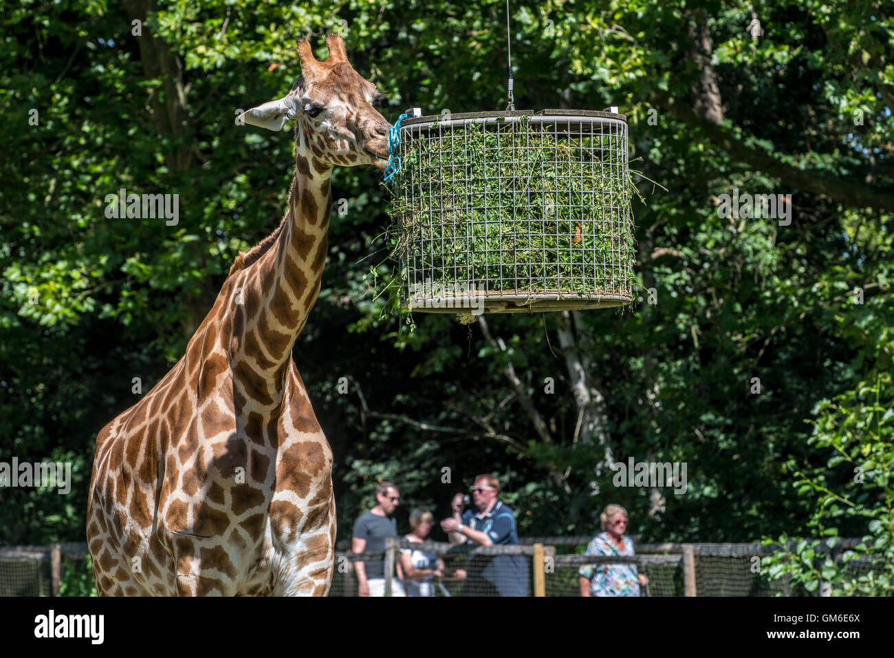 Visitatori di passaggio da giraffa mangiare erba durante il periodo di alimentazione in zoo Foto Stock