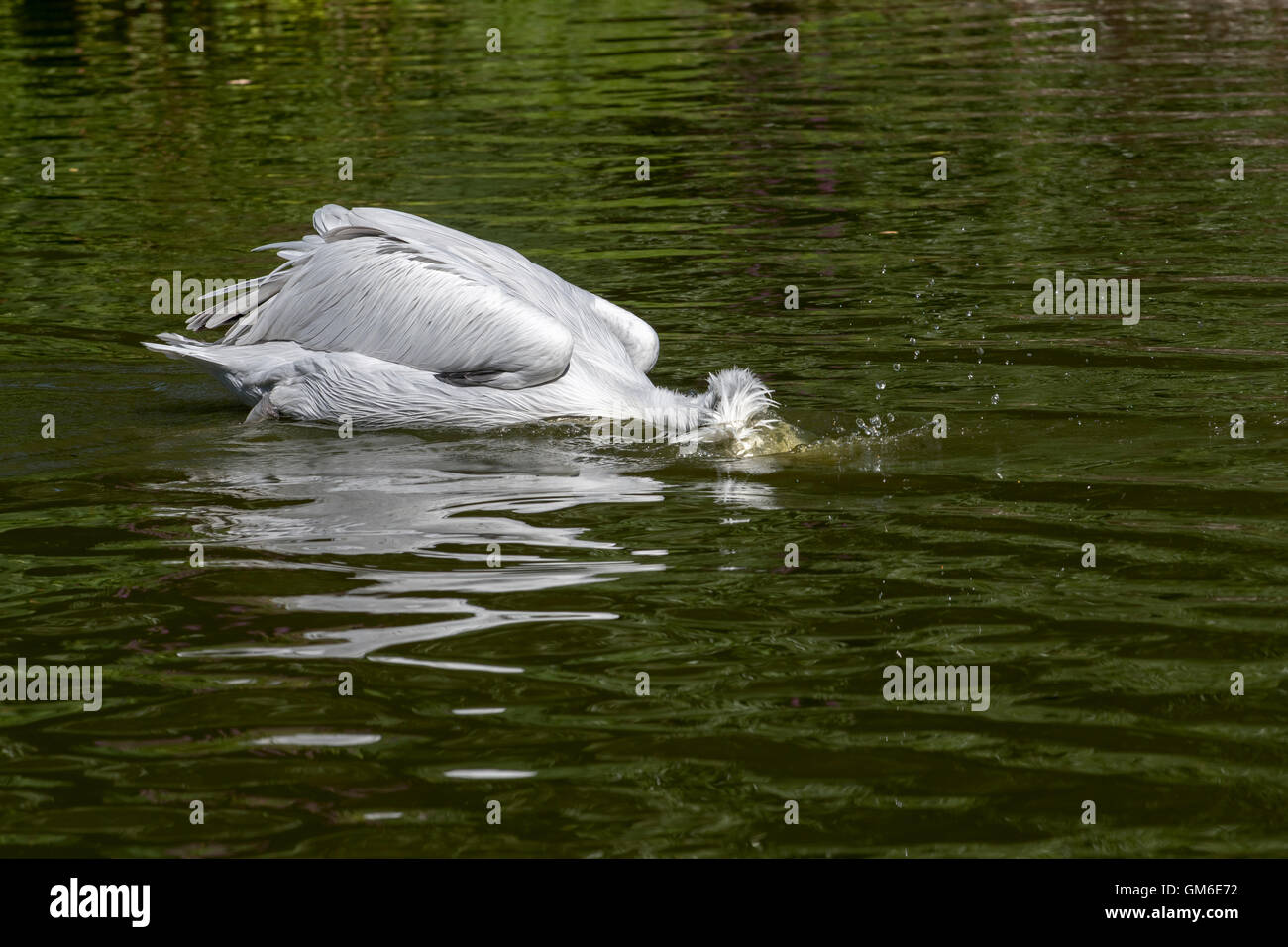 Pellicano dalmata (Pelecanus crispus) la cattura di pesci di lago, nativo di Europa e Asia Foto Stock