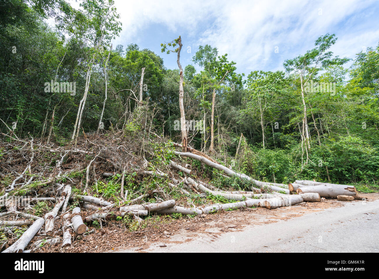 Gli alberi tagliati nella foresta, deforestazione o il riscaldamento globale concetto, la questione ambientale Foto Stock