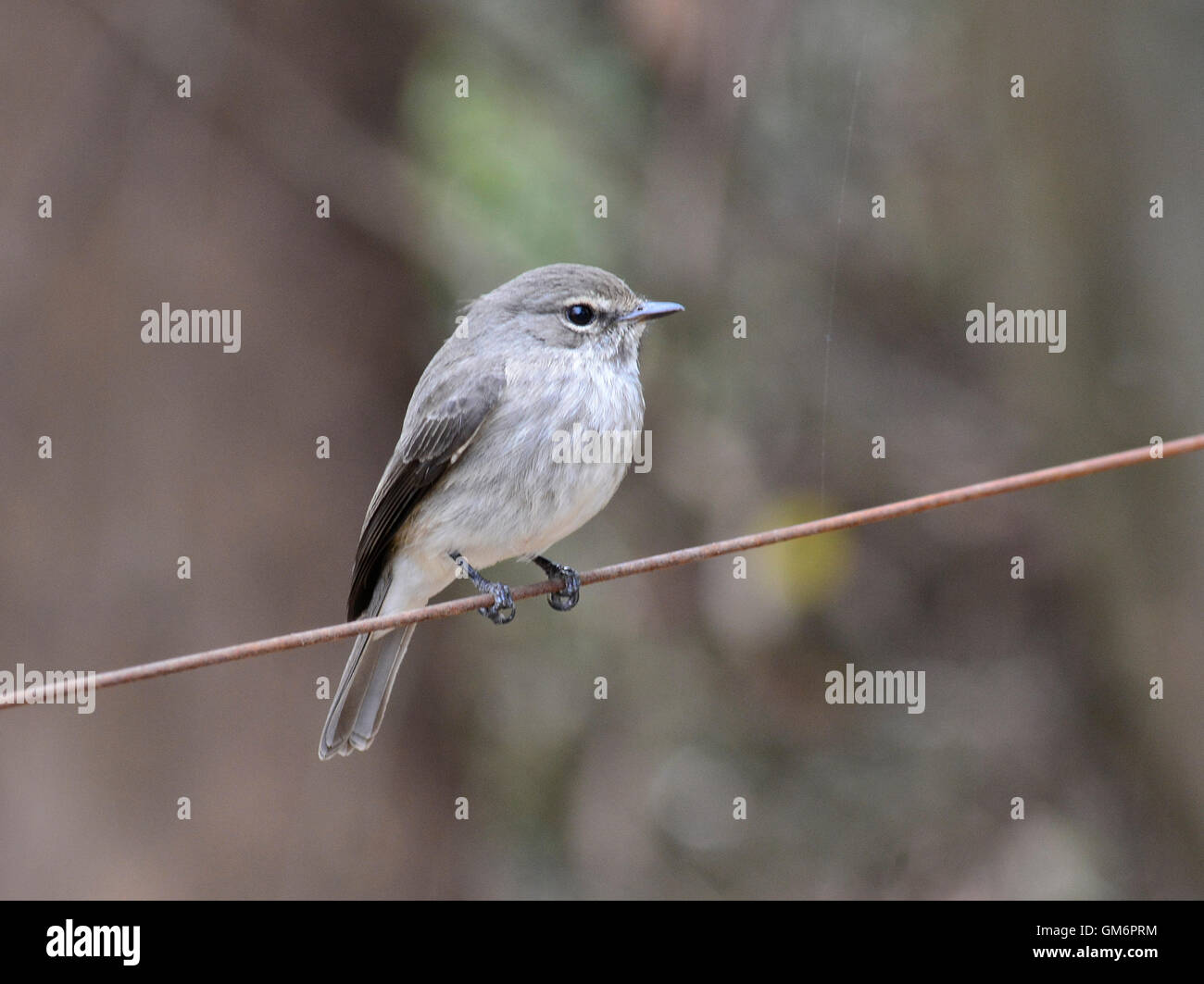 Colore grigio-blu flycatcher Foto Stock