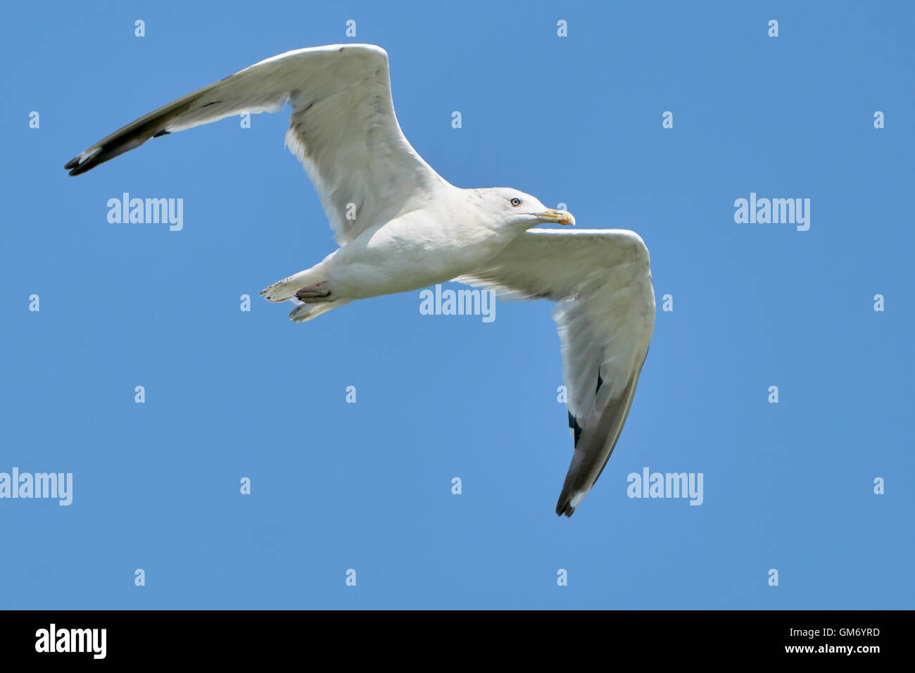 Gabbiano bianco in volo contro un cielo blu Foto Stock