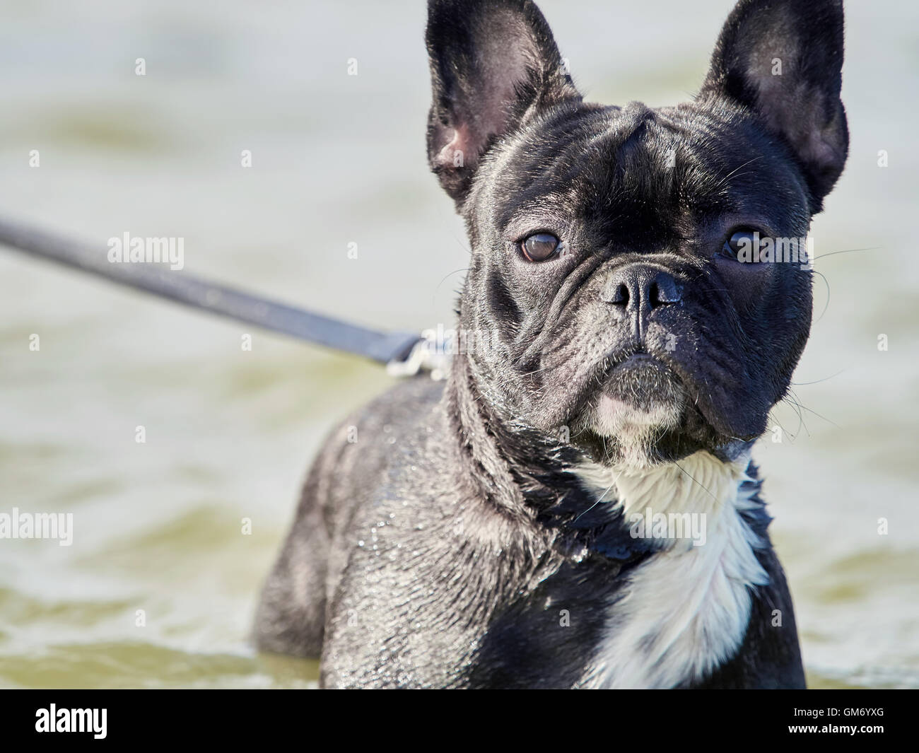 Ritratto di un nero bulldog francese in mare Foto Stock Ritratto di un nero bulldog francese in mare Foto Stock
