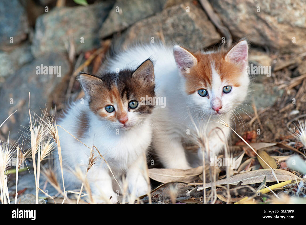 Due gattini seduti all'aperto a fianco a fianco e guardando la fotocamera Foto Stock