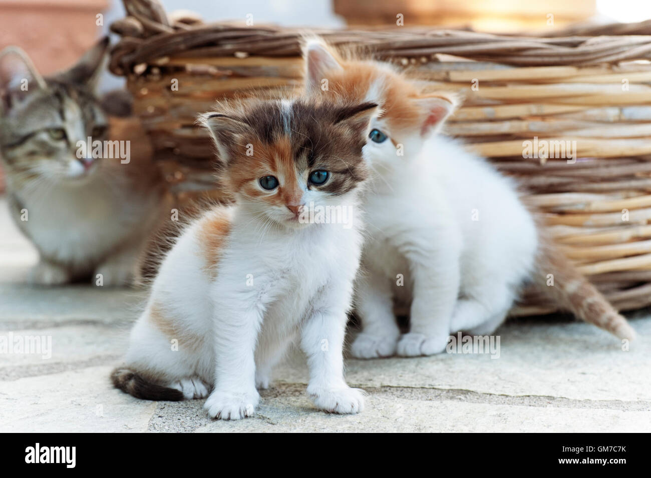 Due di quattro settimane di età i gattini seduti all'aperto con la loro madre li guarda in background Foto Stock