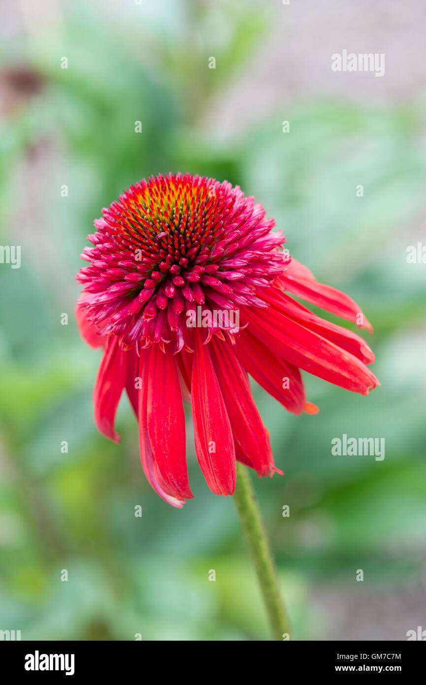 Echinacea eccentrico. Coneflower Foto Stock