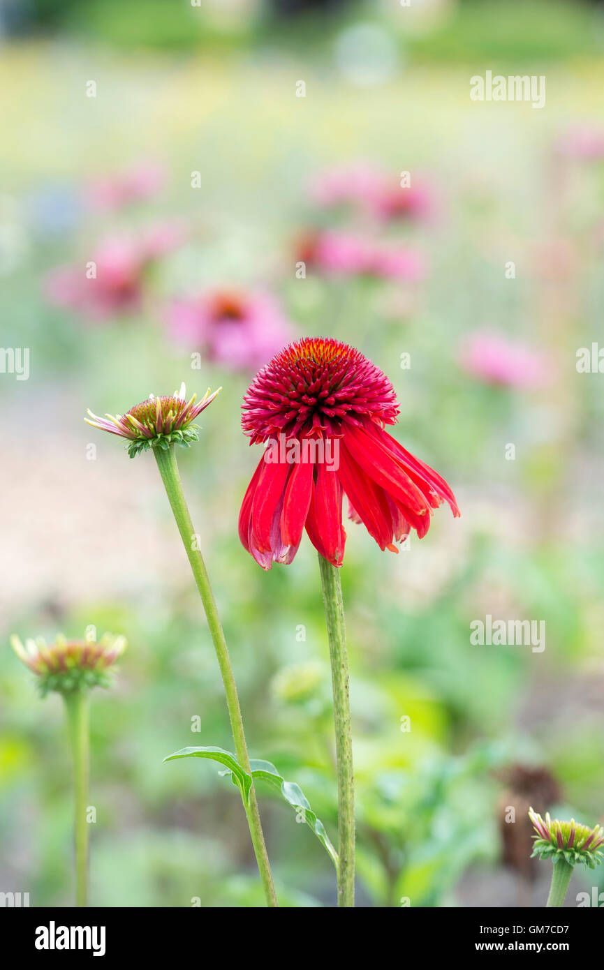 Echinacea eccentrico. Coneflower Foto Stock