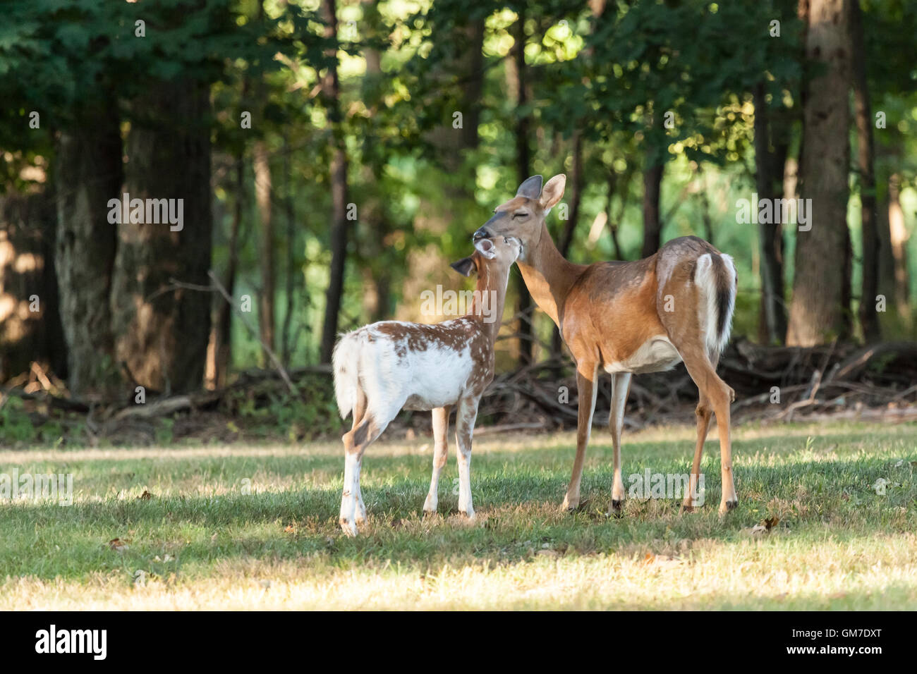 Un pezzati culbianco Deer Fawn nuzzles sua madre nel bosco. Foto Stock