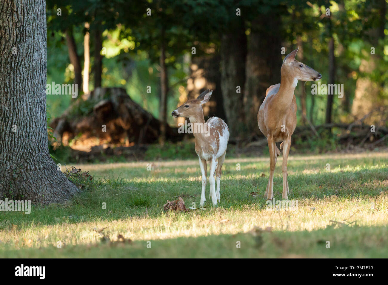 Un pezzati culbianco Deer Fawn sta con la sua madre nel bosco. Foto Stock