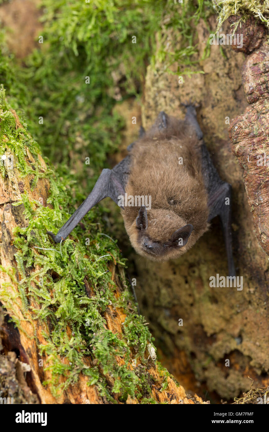 Zwergfledermaus, Zwerg-Fledermaus, Pipistrellus pipistrellus, pipistrelle comune, Pipistrelle comune Foto Stock